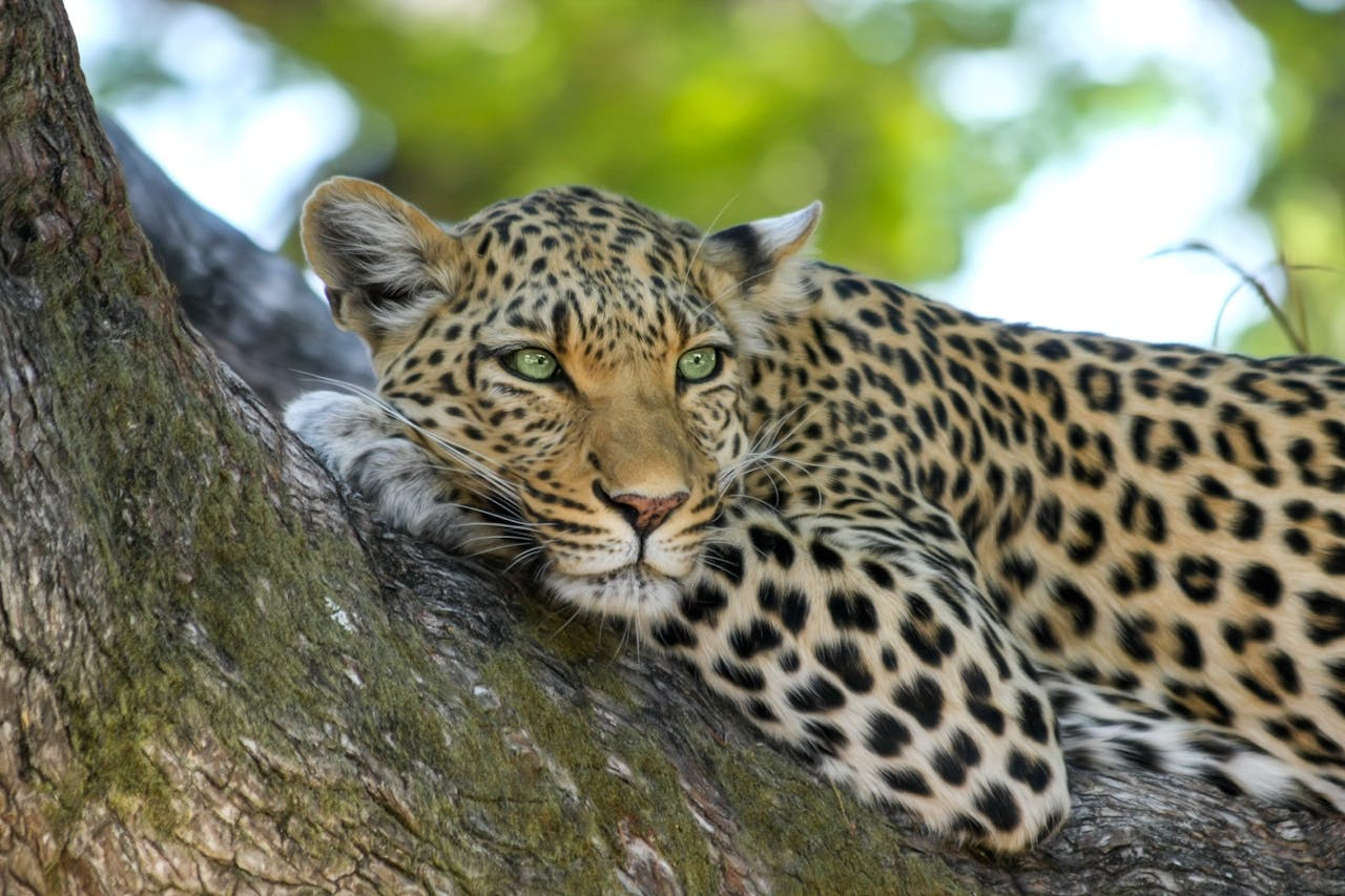 about-us Closeup of a leopard resting on a tree branch in the wild.