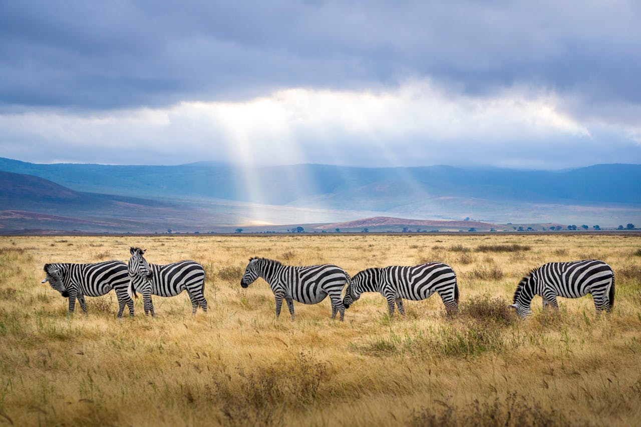 heros-img A group of zebras graze under sunrays in the Ngorongoro Crater, Tanzania, showcasing wildlife and natural beauty.